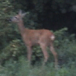 Video med Bambi i haven